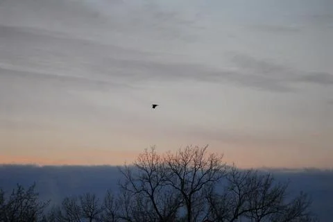 A bird is gracefully soaring through the sky above a lush tree Foto stock