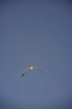 A bird is gracefully soaring through the vast expanse of a cloudless blue sky Stock Photos