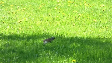 Bird In The Grass 2 Stock Footage 5299364