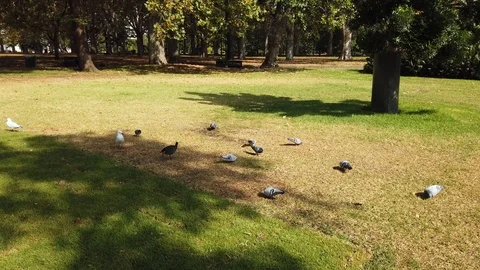 Bird on grass field Stock Footage 106799210