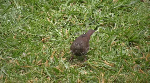 Bird in the Grass Vidéo 303187