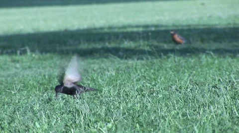 Bird in grass 스톡 동영상 6152136