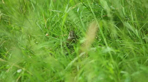 Bird in grass Stock Footage 11275635