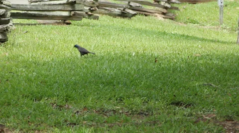 Bird in grass Video stock 25841695
