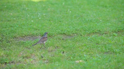 Bird in the grass Stock Footage 54353188