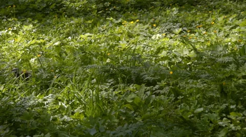 Bird in the grass Stock Footage 63176123