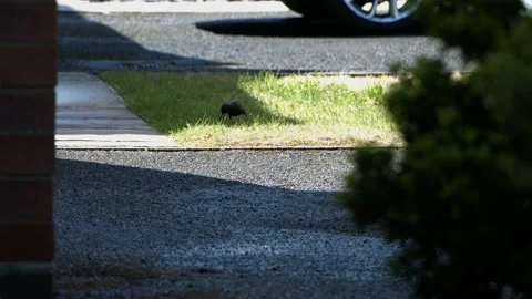 Bird on grass Video stock 133448550