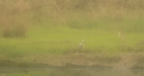 Bird on the grass Stock Footage 278564648
