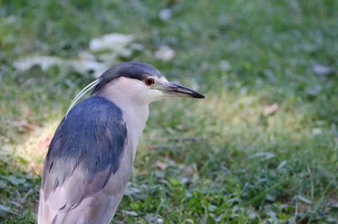 Bird on Grass Stock Photos
