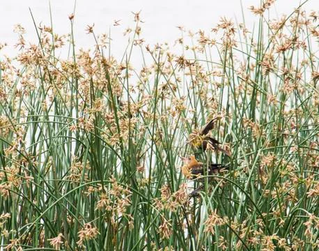 Bird in the grass Stock Photos