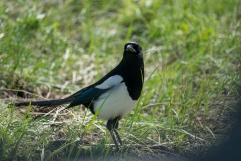 Bird On Grass Stock Photos