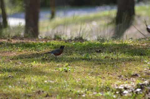 Bird in Grass Stock Photos