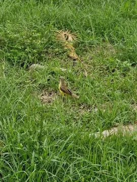 Bird in the grass Stock Photos