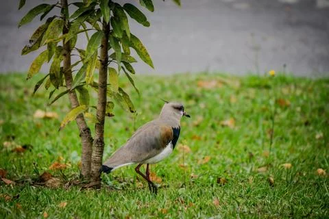 Bird in the grass under a tree Stock Photos
