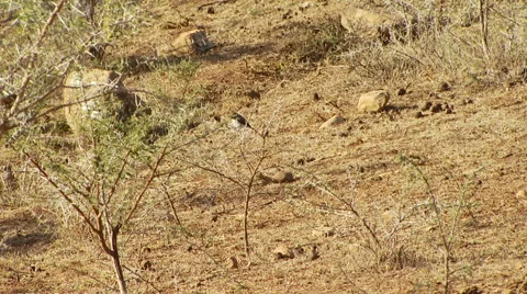 Bird in grassland Stock Footage 54591179