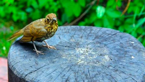 A bird, a gray flytrap, quietly sits on a tree cut in anticipation of food. A Stock Photos
