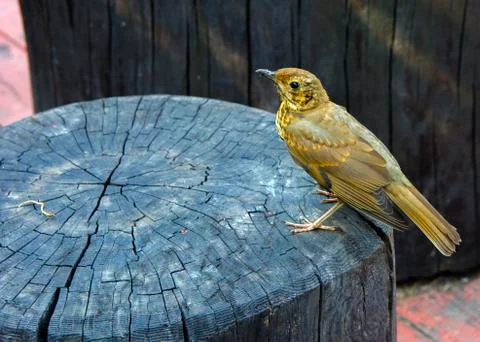 A bird, a gray flytrap, quietly sits on a tree cut in anticipation of food. A 스톡 사진
