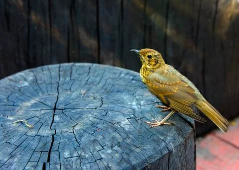 A bird, a gray flytrap, quietly sits on a tree cut in anticipation of food. A Stock Photos