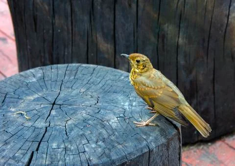 A bird, a gray flytrap, quietly sits on a tree cut in anticipation of food. A Stock Photos
