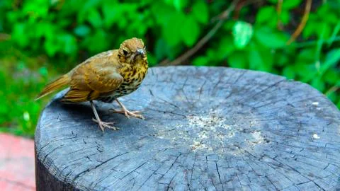 A bird, a gray flytrap, quietly sits on a tree cut in anticipation of food. A Stock Photos
