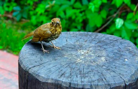 A bird, a gray flytrap, quietly sits on a tree cut in anticipation of food. A Stock Photos