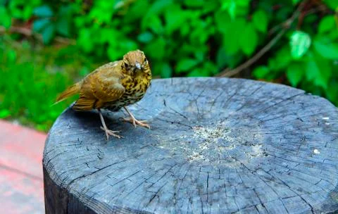 A bird, a gray flytrap, quietly sits on a tree cut in anticipation of food. A Stock Photos