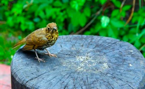 A bird, a gray flytrap, quietly sits on a tree cut in anticipation of food. A 库存照片
