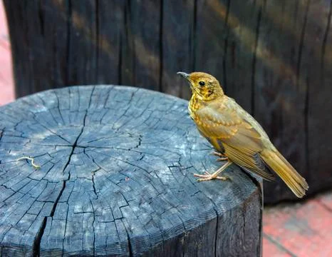 A bird, a gray flytrap, quietly sits on a tree cut in anticipation of food. A Foto stock