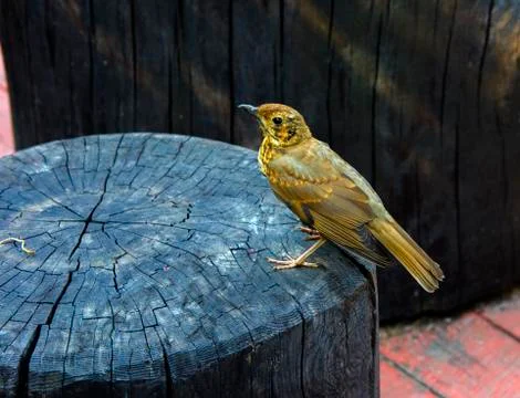 A bird, a gray flytrap, quietly sits on a tree cut in anticipation of food. A Foto stock