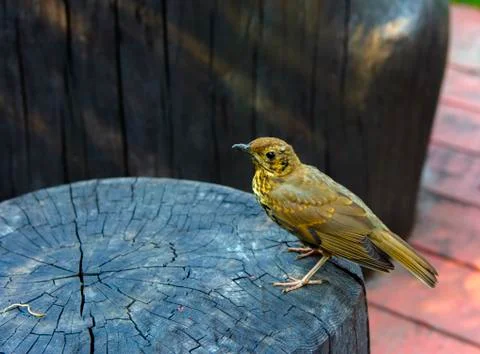 A bird, a gray flytrap, quietly sits on a tree cut in anticipation of food. A 库存照片