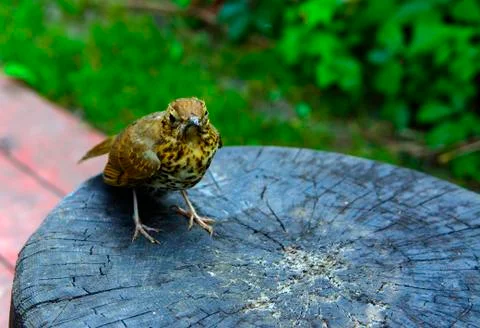 A bird, a gray flytrap, quietly sits on a tree cut in anticipation of food. A Foto stock