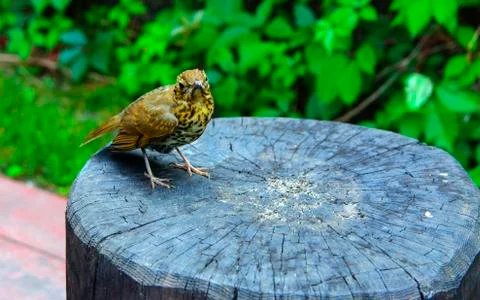 A bird, a gray flytrap, quietly sits on a tree cut in anticipation of food. A Stock Photos