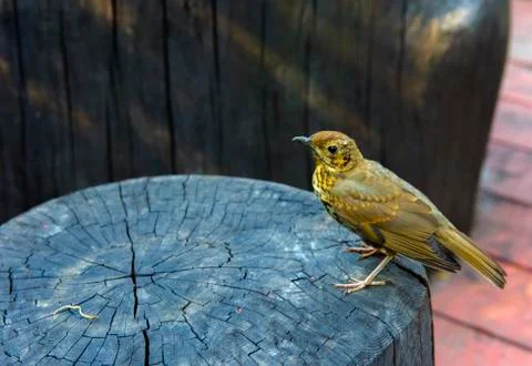 A bird, a gray flytrap, quietly sits on a tree cut in anticipation of food. A Stock Photos