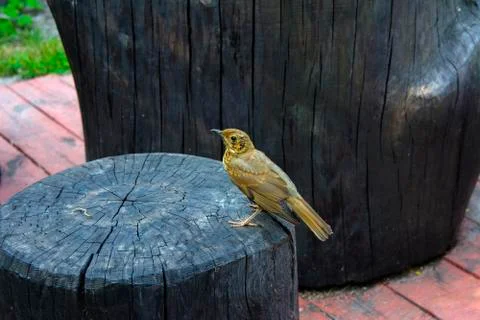 A bird, a gray flytrap, quietly sits on a tree cut in anticipation of food. A Foto stock