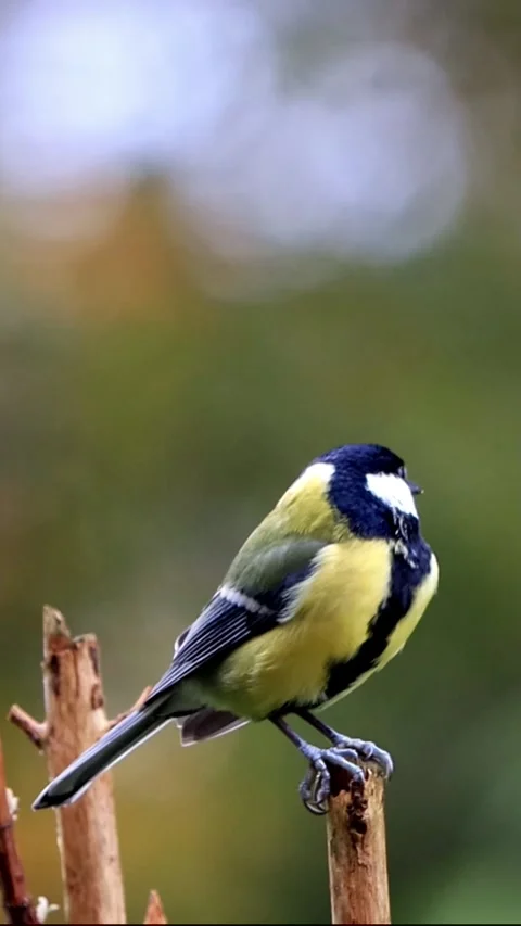 Bird great Parus major tit on a branch, vertical video Stock Footage 286195161