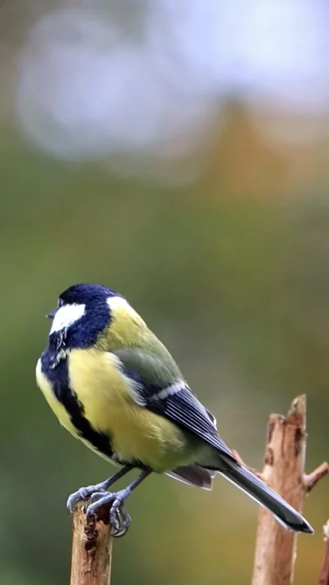 Bird great Parus major tit on a branch, vertical video Stock Footage 286195183