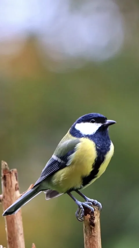 Bird great Parus major tit on a branch, vertical video Stock Footage 286196056