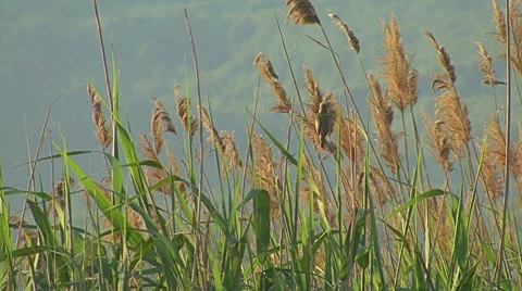 Bird Great Reed-warbler singing on top of the reed and hunting insects Video stock 61157637