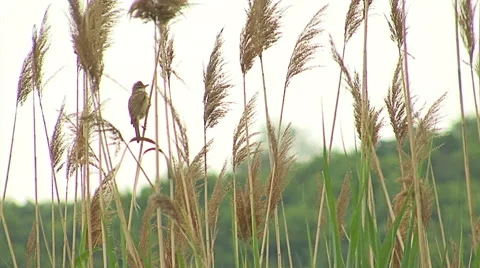 Bird Great Reed-warbler singing on top of the reed and hunting insects Video stock 61158408