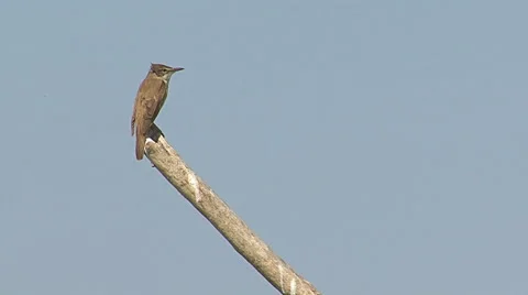 Bird Great Reed-warbler singing on top of the reed and hunting insects Video stock 61158702