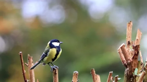 Bird great tit on a branch, Parus major Stock Footage 165965685