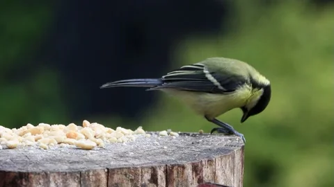 Bird great tit closeup pecks nuts, Parus major Stock Footage 226812063