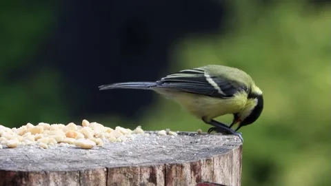Bird great tit closeup pecks nuts, Parus major Stock Footage 246299477