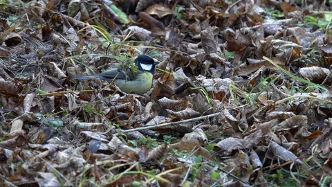 Bird Great Tit digs through dry fallen leaves in search of food in autumn Vídeos de archivo 120125959