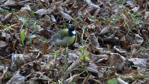 Bird Great Tit digs through dry fallen leaves in search of food in autumn Stock Footage 120126178