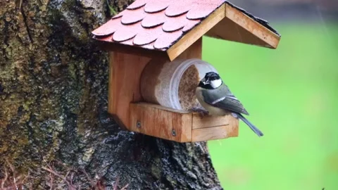 Bird great tit eats fat birdseed, Parus major Stock Footage 180499789