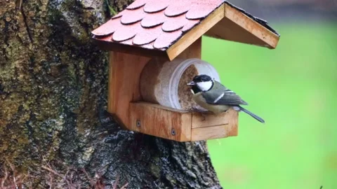 Bird great tit eats fat birdseed, Parus major Stock Footage 201642833