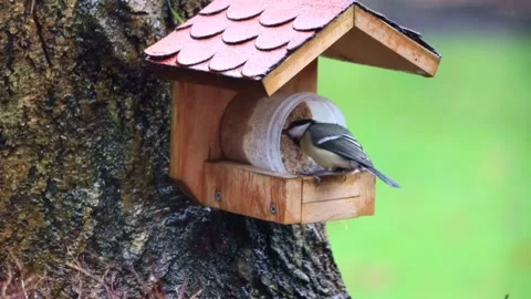 Bird great tit eats fat birdseed, Parus major Stock Footage 214761277
