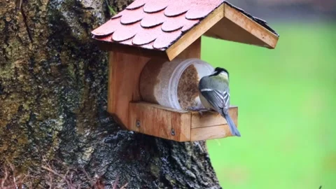Bird great tit eats fat birdseed, Parus major Stock Footage 214822847