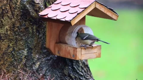 Bird great tit eats fat birdseed, Parus major Stock Footage 215016353